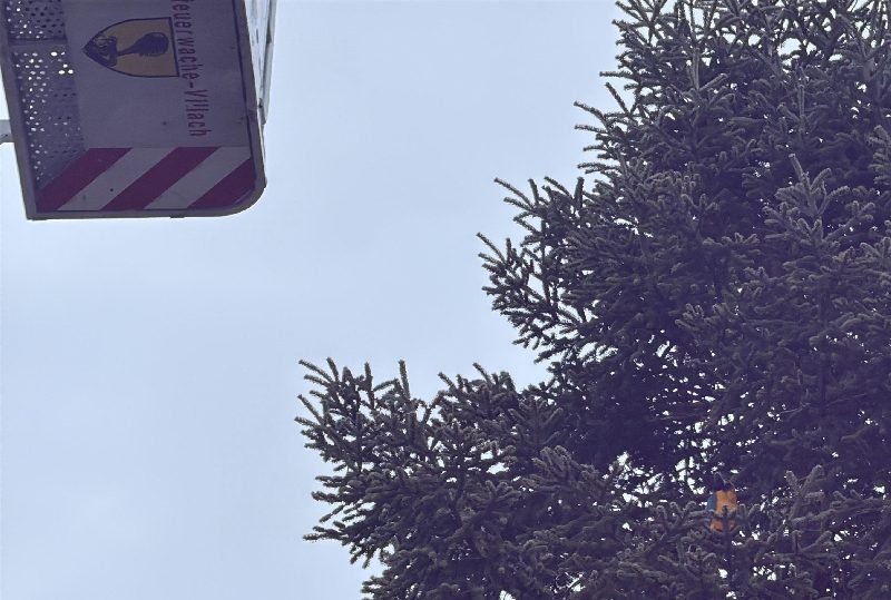 Papagei mittels Feuerwehrdrehleiter in Villach gerettet (Bild 2)